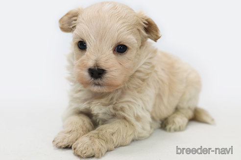 成約済の神奈川県のマルプー:マルチーズ×トイプードル-339321の3枚目